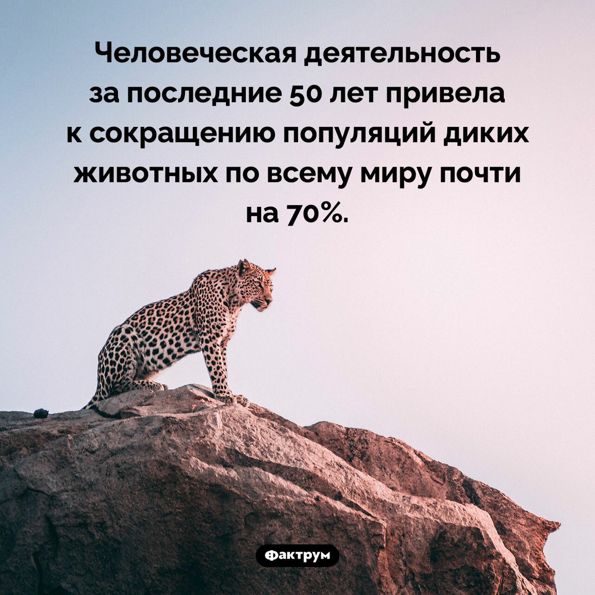 Фактрум (@factroom) on Twitter photo 