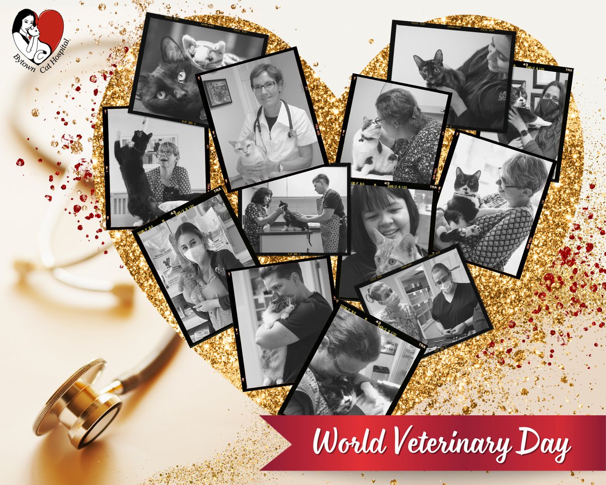 TheCatHospitals's tweet photo. #BytownCatHospital wishes everyone a #HappyWorldVeterinaryDay! Our team has vast knowledge & big hearts. We are so proud of their accomplishments. They care deeply about the lives they impact, with empathy that can't be faked. #WorldVeterinaryDay #Catsoftiwtter #Ottawa https://t.co/4iNPb11nMt
