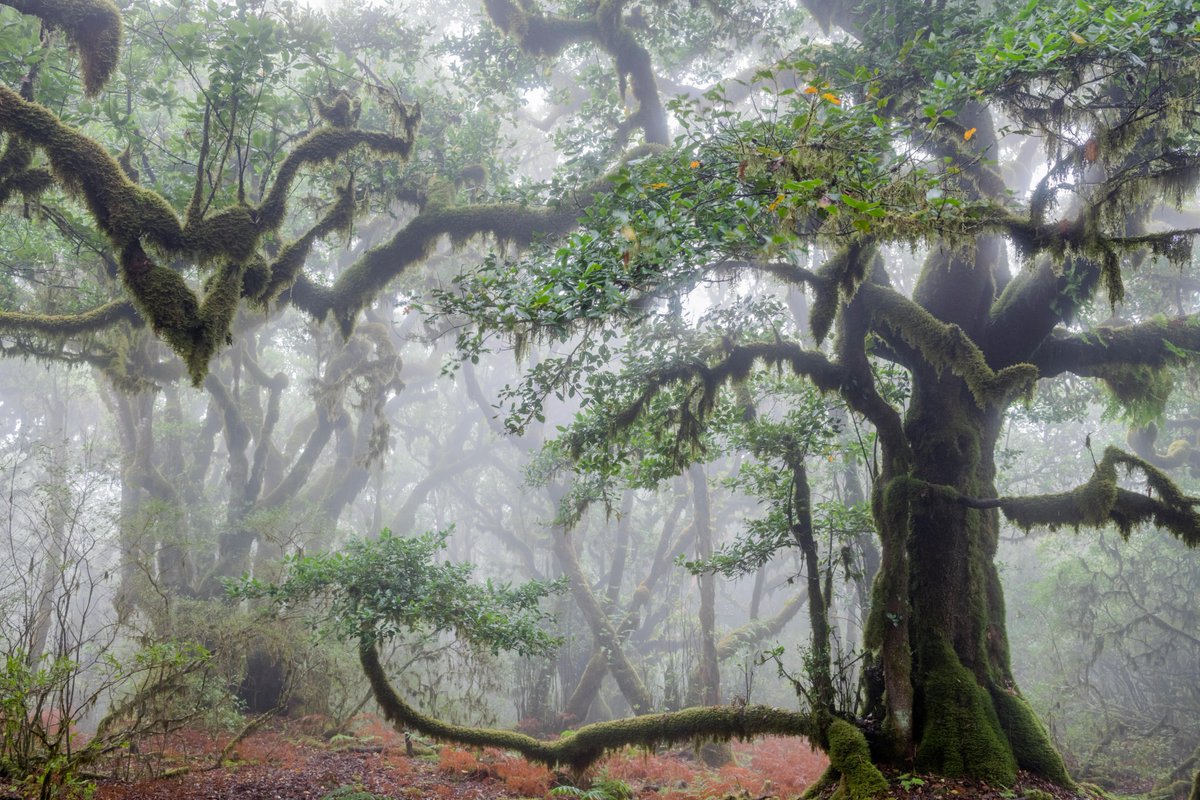 National Geographic Animals tweet media