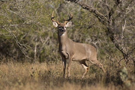 East_Foundation's tweet photo. Aerial surveys can efficiently monitor large animal populations in vast areas, but this process can be expensive and time-consuming. Gathering demographic ratio data is crucial for population management, but errors can exist.
 
Learn more here: https://t.co/Fw54rhT9Z0 https://t.co/6YQpoDKS3m