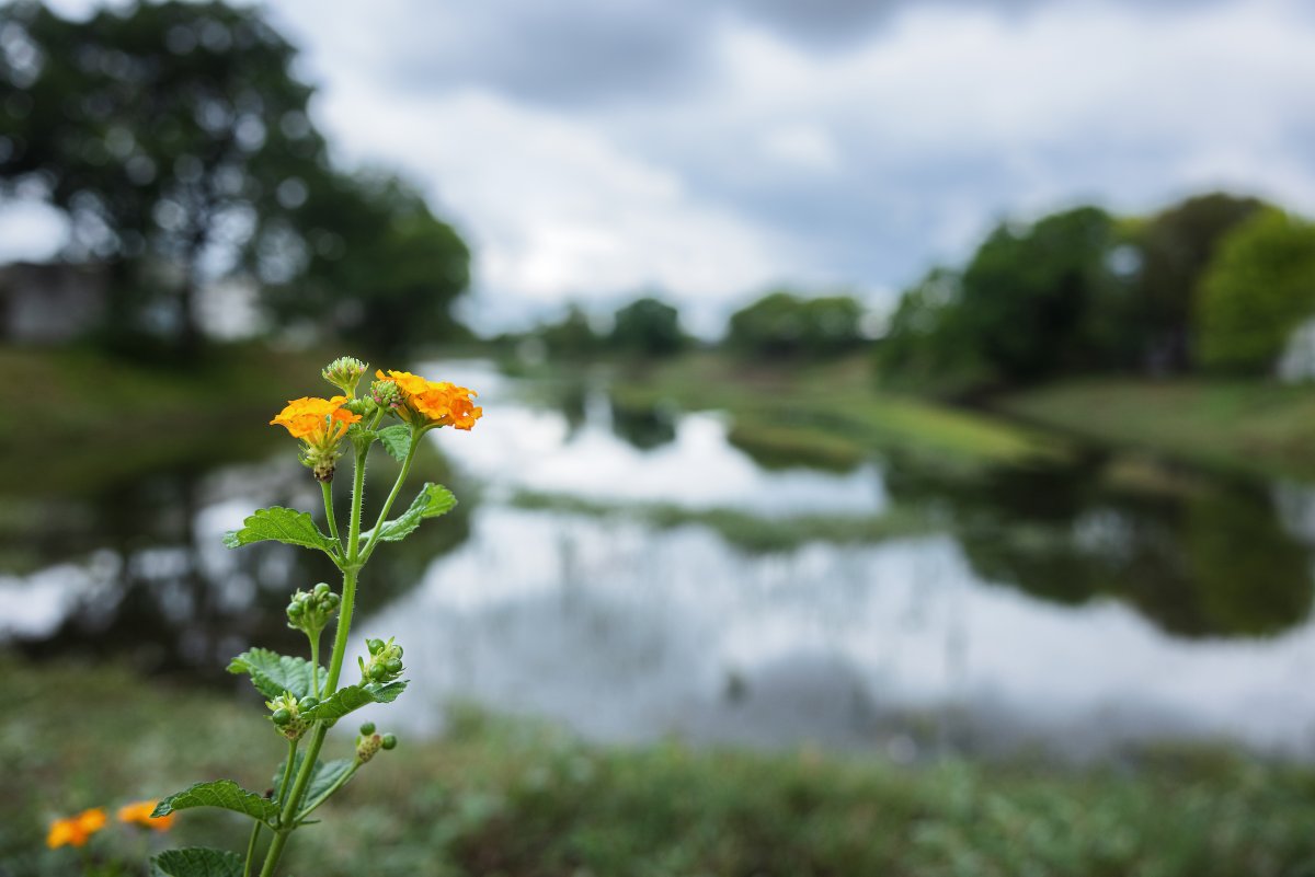 DallasCommons's tweet photo. Here is one way to protect your groundwater from @ngwatweets.
Choose grass varieties for your lawn adapted to your region’s climate, reducing the need for extensive watering or chemical applications.
See the other great tips here: https://t.co/xunknjzBa9
#DallasWaterCommons https://t.co/OETajisWZZ