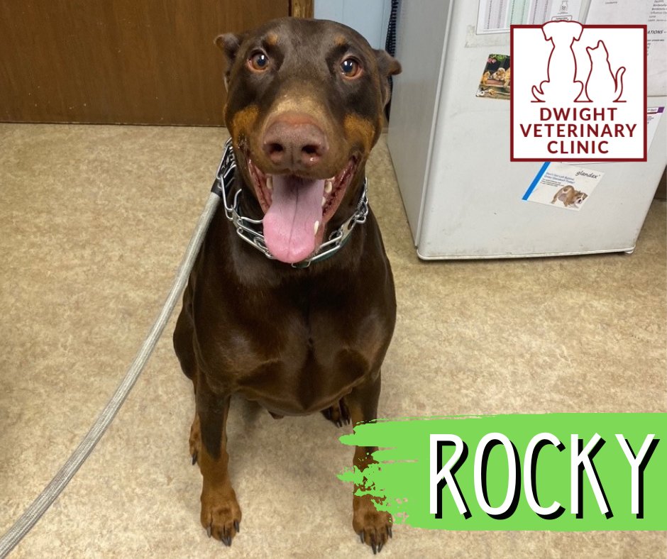 We love visits from this happy Doberman, Rocky! He did great for his booster vaccination appointment with our technician, Amy. Thanks for being a part of the Dwight Veterinary Clinic family. DVC family, please say hello to Rocky below!
💗
#DwightVetClinicFamily #WeAreAFamily...