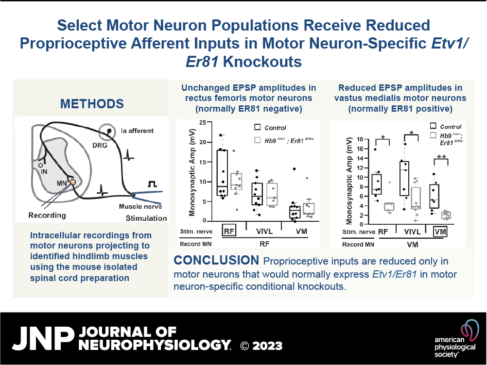 JNeurophysiol's tweet photo. 🎇Happy Friday!!
📖Loss of ETV1/ER81 in motor neurons leads to reduced monosynaptic inputs from proprioceptive sensory neurons (David R. Ladle and Simon Hippenmeyer)
🖱https://t.co/tD4ZFM2cyw
#StretchReflex #SensoryMotorConnections #SpinalCord @ISTAustria @WSUBoonshoftSOM https://t.co/6VkoNw3RDW