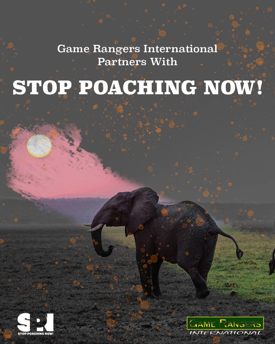 GameRangersInt's tweet photo. We are thrilled to announce our partnership with Stop Poaching Now! A non-profit organization based in the US that is dedicated to saving wildlife around the planet.
#WeAreAllRangers #WalkRideRun #StopPoachingNow! https://t.co/Q6XIKftTNT