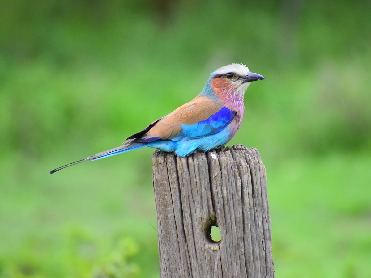 CameraSafarisKE's tweet photo. Lilac-breasted Roller : The family name rollers is derived from the flight displays performed in the air; flight consists of diving and rolling with great ease. #birds #lilac-breastedroller #birdwatching #birdsafari #eastafrica #Ornithology #soysambuconservancy #kenya #safaris https://t.co/9IZvrfsmJu
