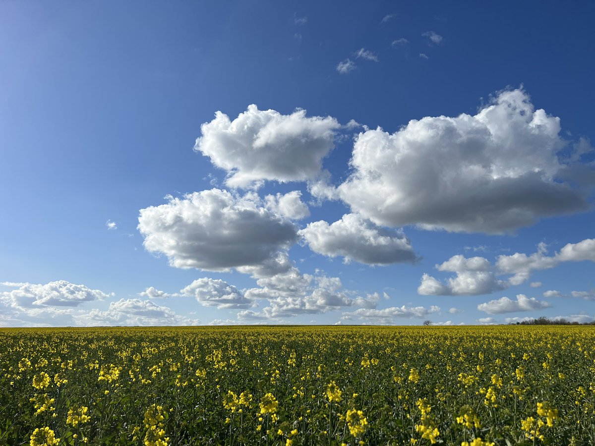 lillesoe's tweet image. Right out of the iPhone #nofilter #nocrop