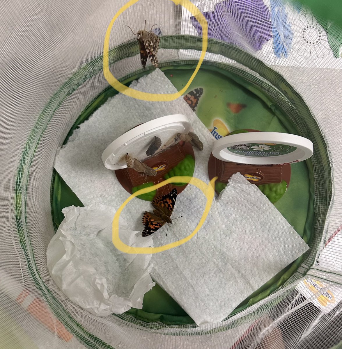 MrsMessina_SPED's tweet photo. WE HAVE 2 BUTTERFLIES!!!! 🦋 🦋 #case @pattypdl32 @D123OLHMS https://t.co/eFKHoWFbWr