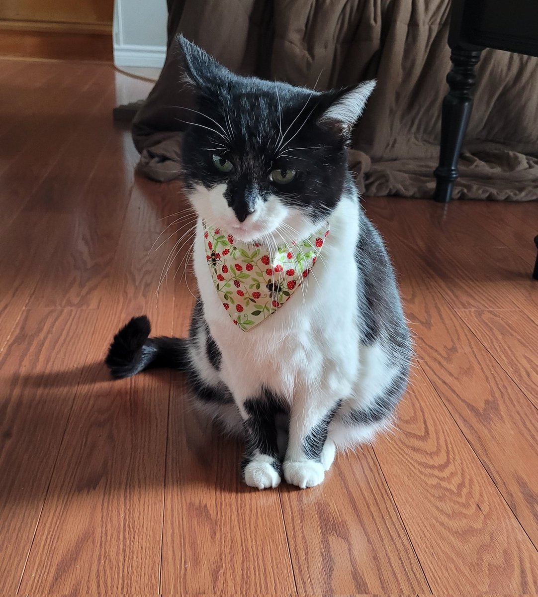 HeySquizzy's tweet photo. hehehe bandana https://t.co/b6eGydh2ZF