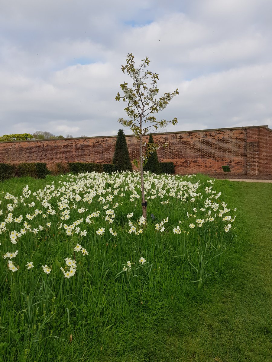 Enjoying blossom in the new orchard @RHSBridgewater on #orchardblossomday 
#BlossomWatch