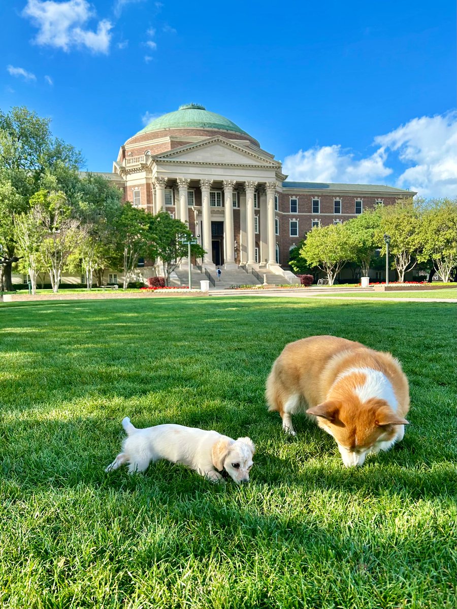 toomuchsaki's tweet photo. Your Daily Dose of Doggo Dopamine ✨ https://t.co/tzu1qvos8E