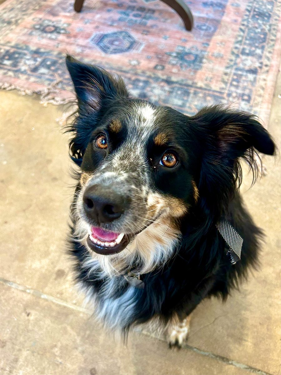 toomuchsaki's tweet photo. Your Daily Dose of Doggo Dopamine ✨ https://t.co/tzu1qvos8E