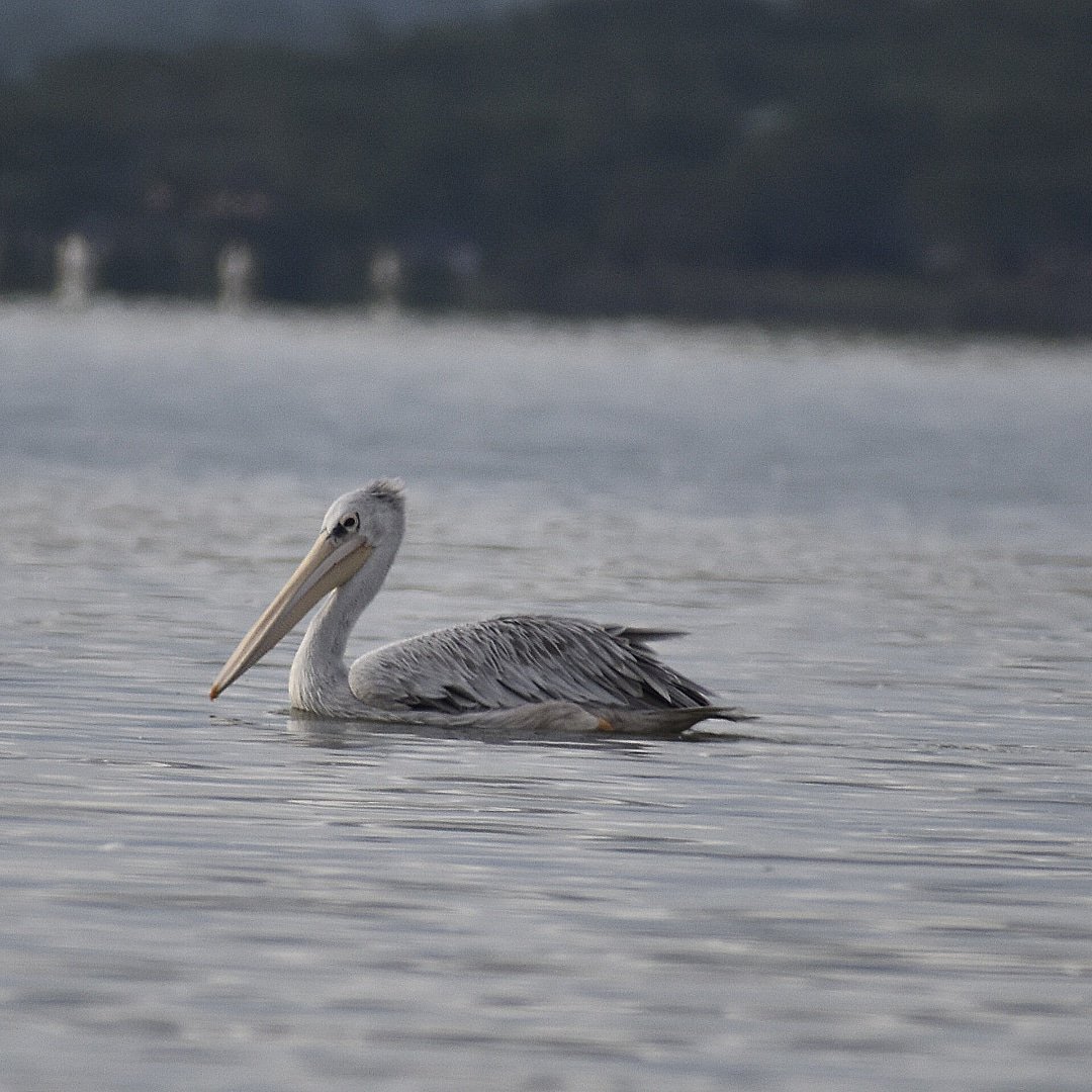 CameraSafarisKE's tweet photo. Pink-backed Pelican: 'a rare old bird, is the pelican. His beak holds more than his belly can. He can hold in its beak enough food for a week, I don't know how the hell he can' ~ Ogden Nash
#birds #birdwatching #Ornithology #birdsafari #wetlands #riftvalley #hakunamatata #safaris https://t.co/Zx5vVV1B8m