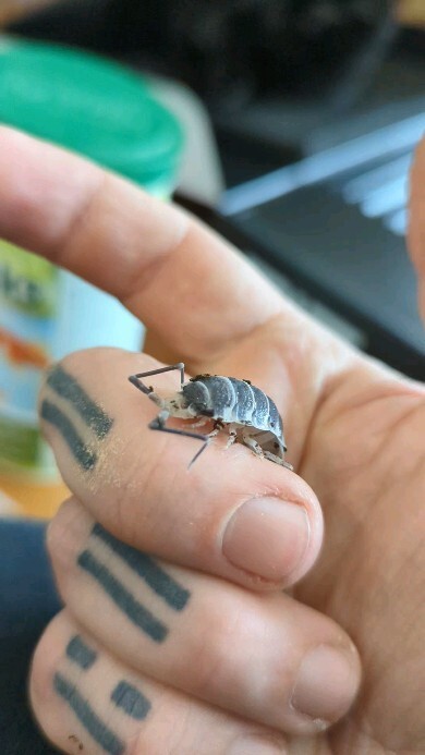 btw: I also like crustaceans.

#porcelliohoffmannseggi #isopodsofinstagram instagr.am/reel/Crlpp7TNv…