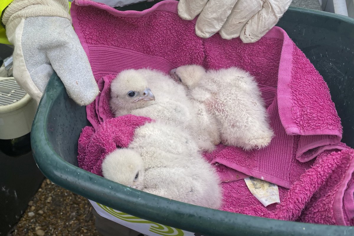 For the second year in succession Anna, Pete and myself were at the SUEZ, Suffolk energy-from-waste facility plant at Great Blackenham where we ringed three Peregrine Falcon chicks, the first for 2023.