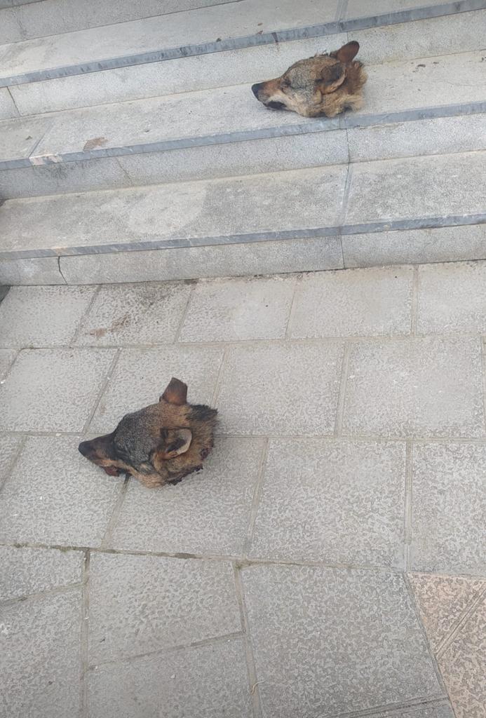 balbuenajm's tweet image. Lo que le sucedió a @AdrianBarbon en #Ponga no ayuda para nada al medio rural en sus justas reivindicaciones. Más bien, lo contrario. Sin comentarios...