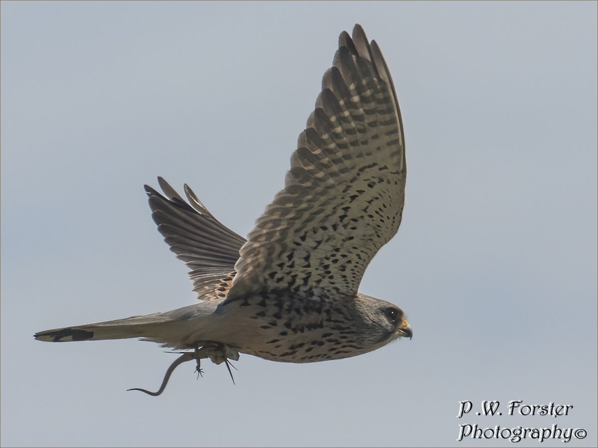paul230156's tweet photo. Kestrel with Prey today S Gare
@teesbirds1 @WhitbyNats @clevelandbirds @teeswildlife @DurhamBirdClub @TeesmouthNNR @RSPBSaltholme @YWT_North @YorksWildlife @NTBirdClub @WildlifeMag @_BTO #localbird #7dmk11 #ukbirds #falcons #ukbirds https://t.co/PeqXbWghZk