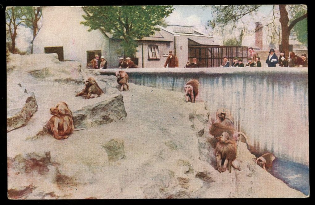 Presenting a paper today at 2 pm PST on architectural space and baboon butts at the London Zoo in the 1920s (it's not nearly as cute as it sounds)

Register here: tinyurl.com/3dhm3jvv