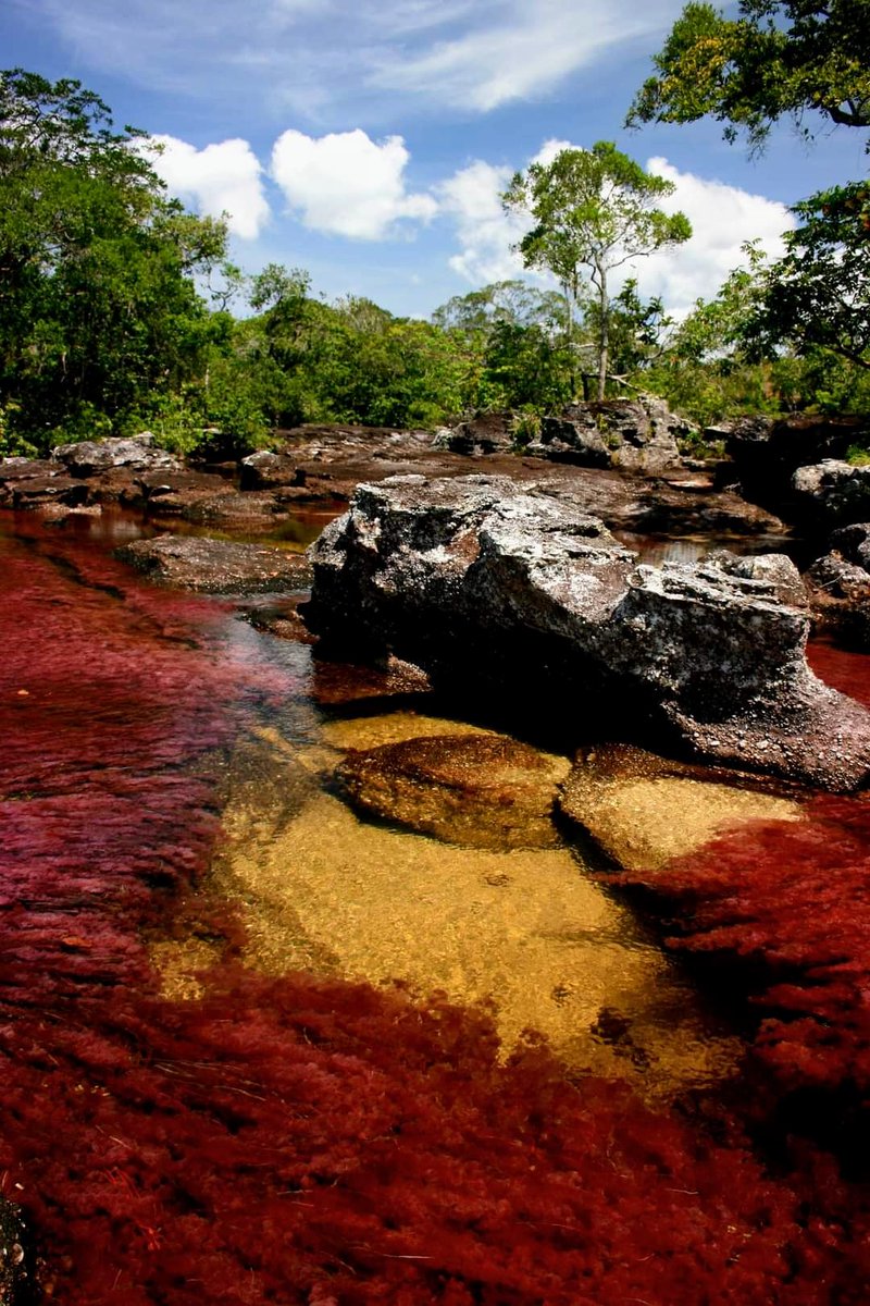 Mis recuerdos de "Caño Cristales" en serranía de "La Macarena", departamento del Meta, Colombia. (Fotos <a href="/Jorwisan/">JORGE W. SÁNCHEZ L.</a>).