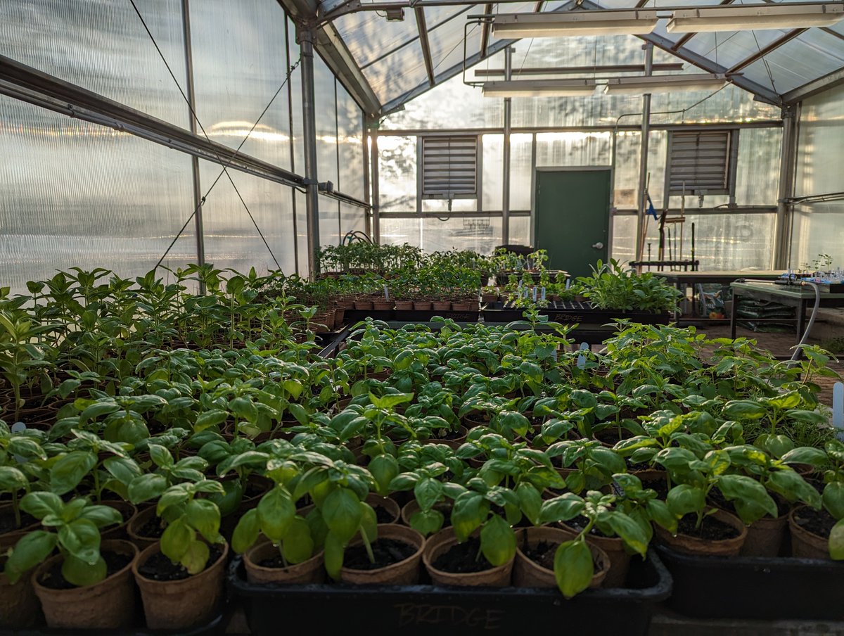 TheBridgeDCS's tweet photo. @TheBridgeDCS students have been working hard in the Grow-2-Serve Greenhouse this year!  3x last year's yield, with donation and sale information coming soon!
@DCSEmerald #AlwaysGrowingDCS 🍅🌶️🫑💐 https://t.co/Y91AoDY3wS