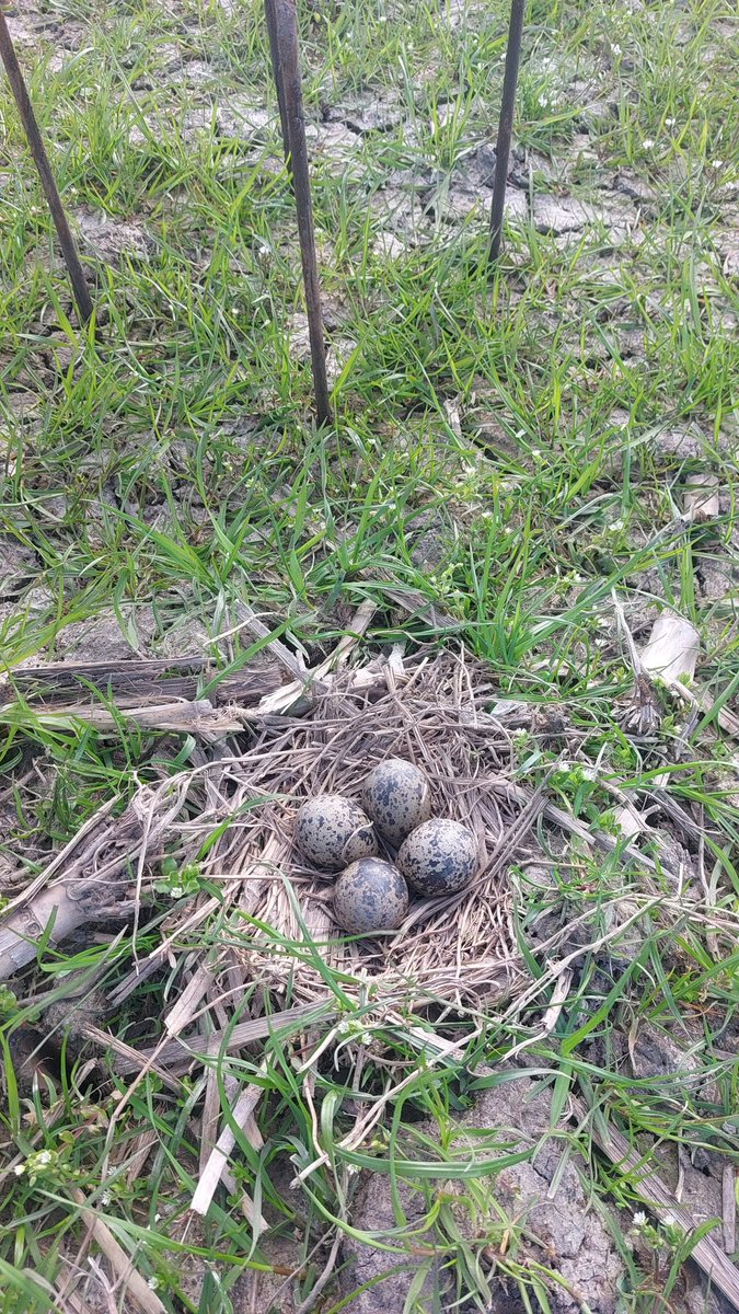 72Rutger's tweet photo. @NatalieNTK @sietsedijkstra2 5 nesten op 3 ha gevonden, beschermt voor de sl slang en paar dagen later gemarkeerd is eigenlijk de taak van de nazorger maar heb het met liefde gedaan voor de greide vogels. https://t.co/32xGrHQv6y