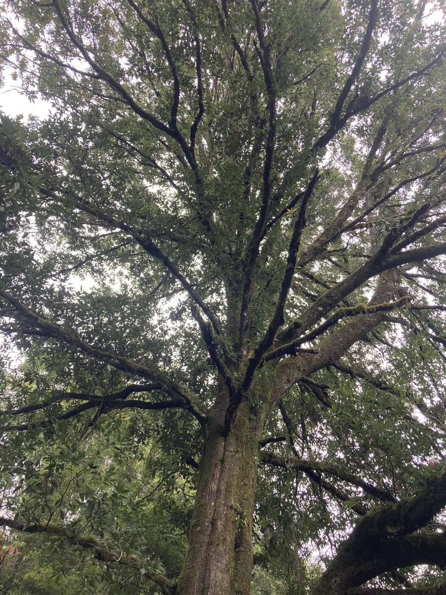 Happy Arbor Day everyone :)! #GTCP #Trees #TreesConservation