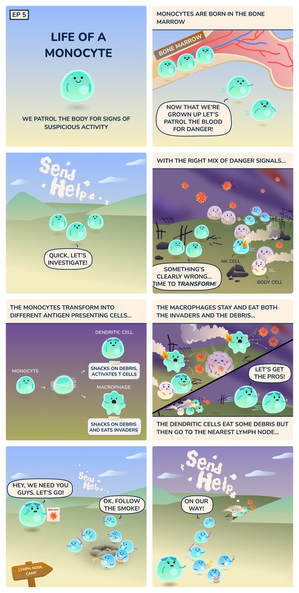 #Monocytes patrol the body for suspicious activity and can then transform into #antigenpresentingcells that activate more specialized #immunesystem defenses! #cellstories