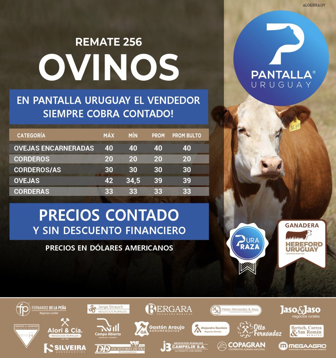 PantallaUruguay's tweet photo. Así quedaron los promedios, sin descuento financiero, de los Ovinos en este #Remate256 de @PantallaUruguay.
Pantalla Uruguay, ¡TODO GANADO!
@bseuruguay @BoehringerSA @ItauUruguay https://t.co/xYVP1AEI2z