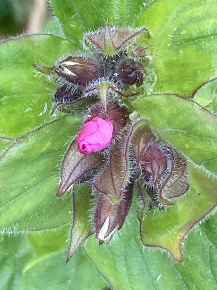 Concordmoose's tweet image. Update on pink things in the garden. Tulips going raspberry-ripple (mmm yum). Apple blossom coming out white. Red campion buds? My socks in sync. Blue shed  &amp;amp; blue evening sky with yellow-green early poplars behind it all. #gardening #naturespatterns #colour #joy