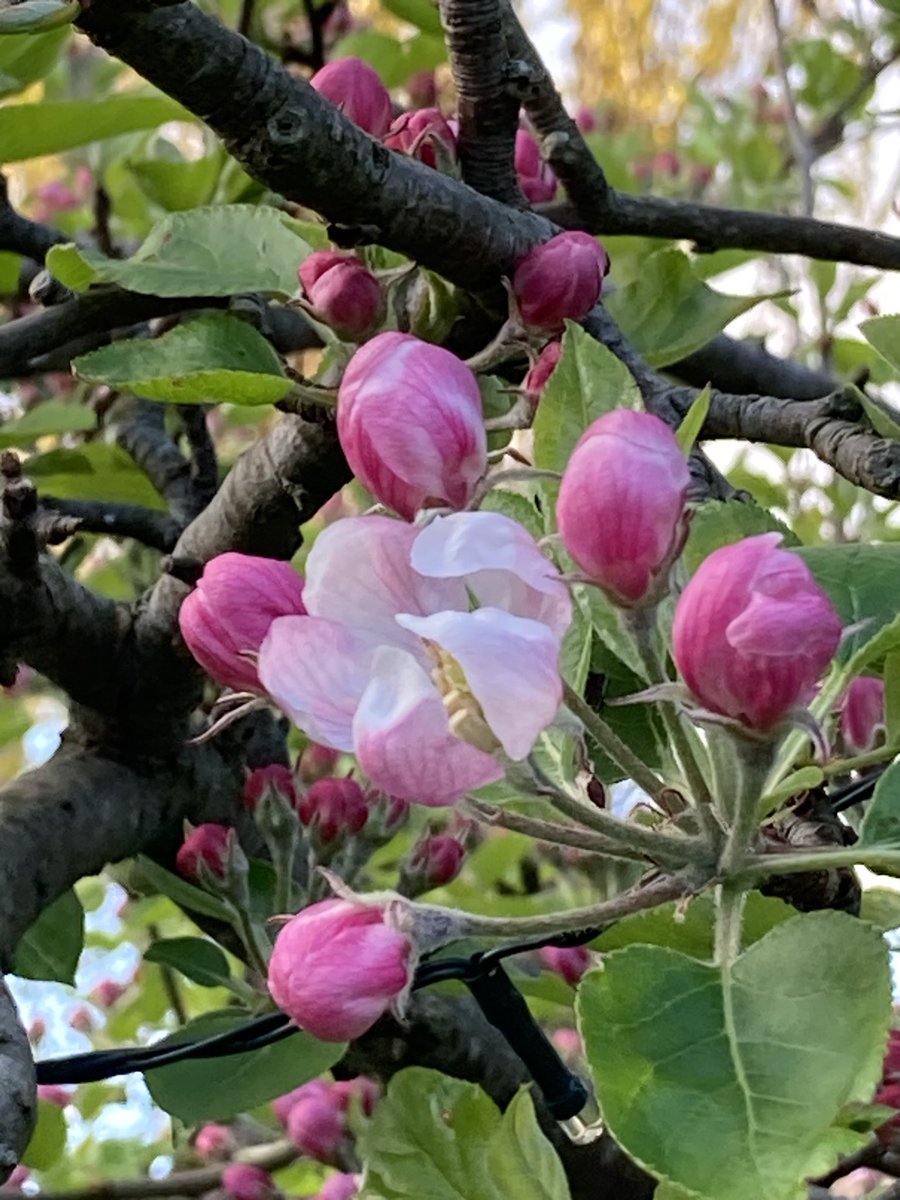 Concordmoose's tweet image. Update on pink things in the garden. Tulips going raspberry-ripple (mmm yum). Apple blossom coming out white. Red campion buds? My socks in sync. Blue shed  &amp;amp; blue evening sky with yellow-green early poplars behind it all. #gardening #naturespatterns #colour #joy