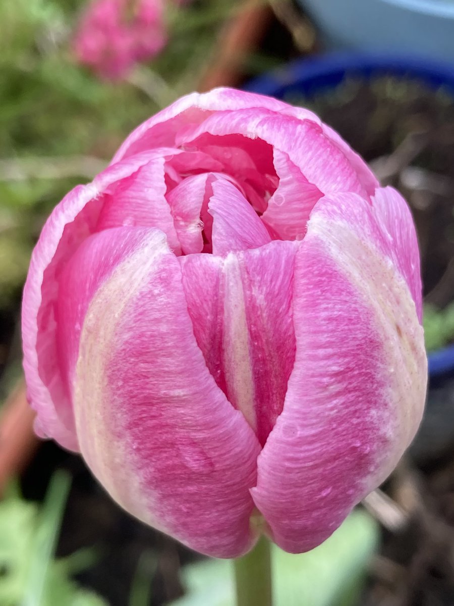Concordmoose's tweet image. Update on pink things in the garden. Tulips going raspberry-ripple (mmm yum). Apple blossom coming out white. Red campion buds? My socks in sync. Blue shed  &amp;amp; blue evening sky with yellow-green early poplars behind it all. #gardening #naturespatterns #colour #joy