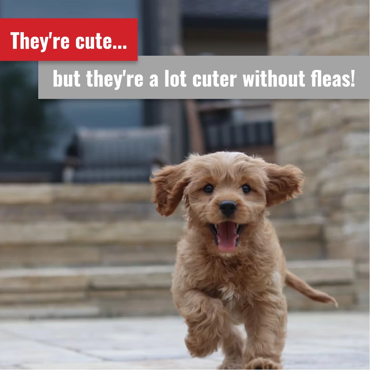 While their monthly flea medication is a start, it's a smart idea to take the extra step to keep fleas from entering your backyard in the first place! If you're interested in our #FleaControl options, just give us a call. #PestControl #pests #fleas #FleaSeason