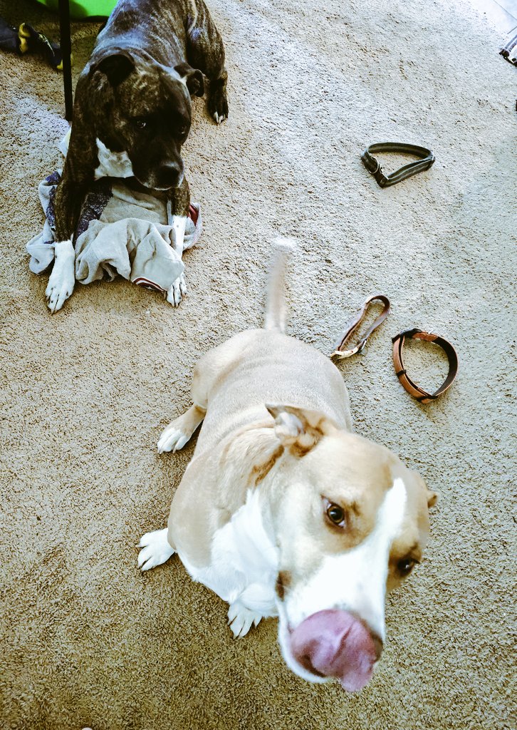 Casual Friday in the home office! 🐕 #WFH <a href="/LifeAtATT/">Life at AT&T</a> #casualwear #nocollars #dogsoftwitter