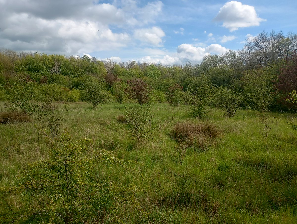 Chequertree tweet media