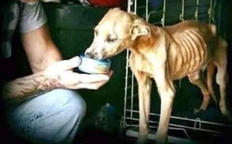 Ningún humano es tan alto como aquel que se agacha para ayudar a otro ser vivo. 🐾