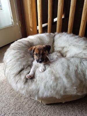 Jack Russell Pics tweet media