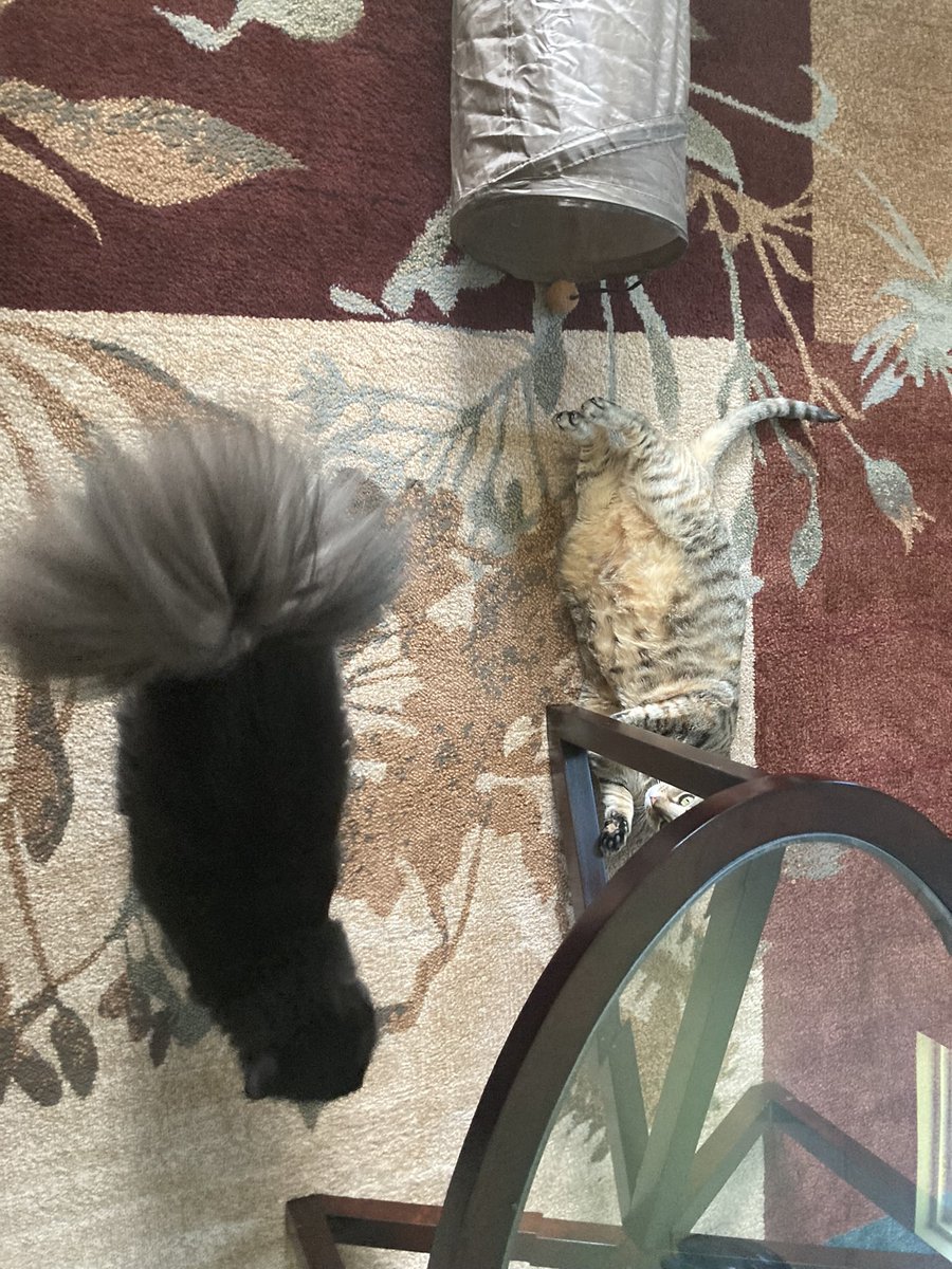 Good afternoon friends! Whitney & Lily are enjoying the outside weather on the porch! Lily’s tail is now a feather duster! 😻😸😽❤️💕🌺🌸 #CatsOnTwitter #FluffyButtFriday @TheHardyBoyCats @DailyDex @GeneralCattis @SummerBreezeUS @SkittlesFriends @buddy_gizmo @owenclark3 @nesjloch