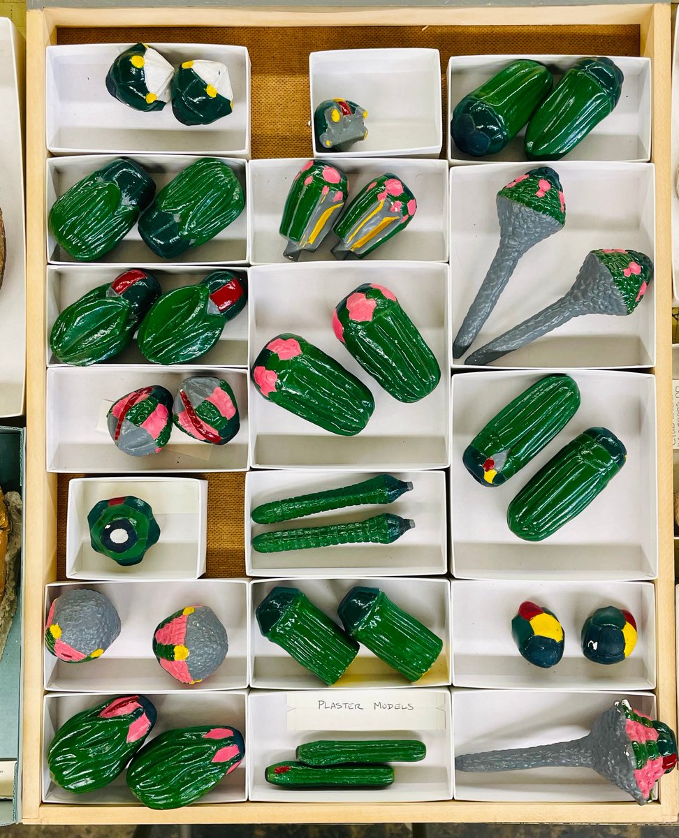 The colorful replicas that you see in these pictures are NOT, in fact, plastic zucchini, but a representation of ancient #echinoderms. These models were made decades ago, for teachers to show students different skeleton plates in these extinct groups. #fossilfriday #invertpaleo