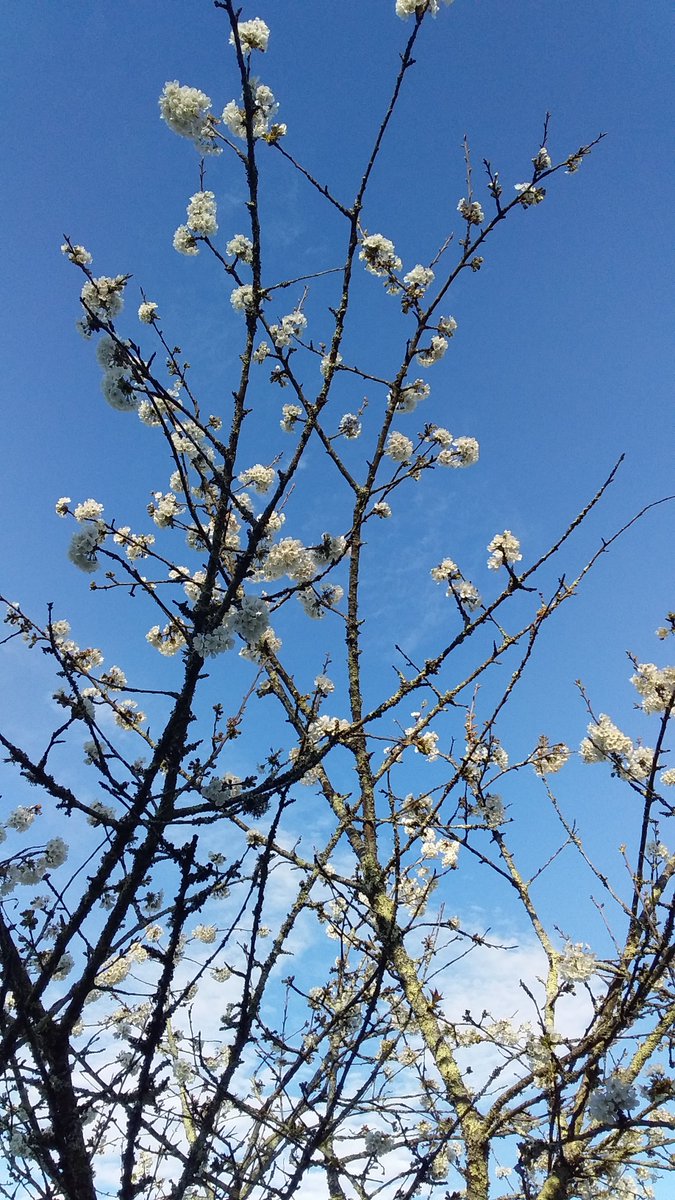 "Cela ne me sera pas enlevé, 
Cette amitié des saisons,
Cette farandole dans les vents.
On ne m'enlèvera pas tout,
Ni cette haine des mensonges,
Ni ce mépris des sépulcres.
La pureté est violente, subversive.
Tant pis".

Xavier Grall (1930-1981)