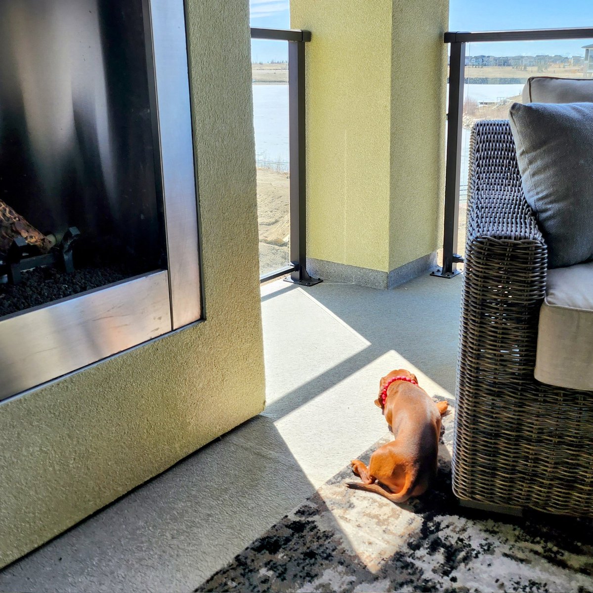 Schnapps - Adventure Dackel tweet media