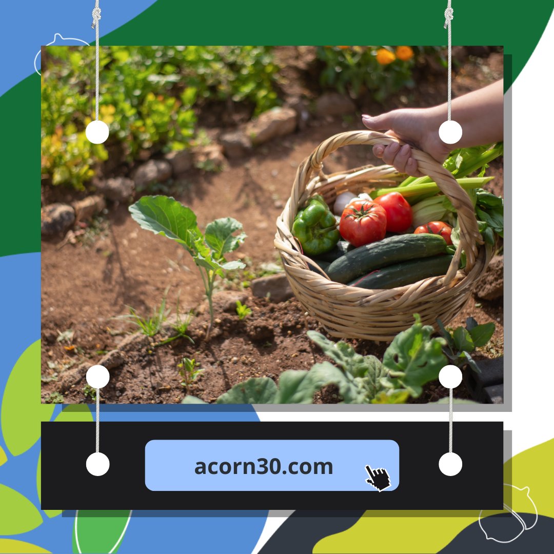 acorn30 tweet media