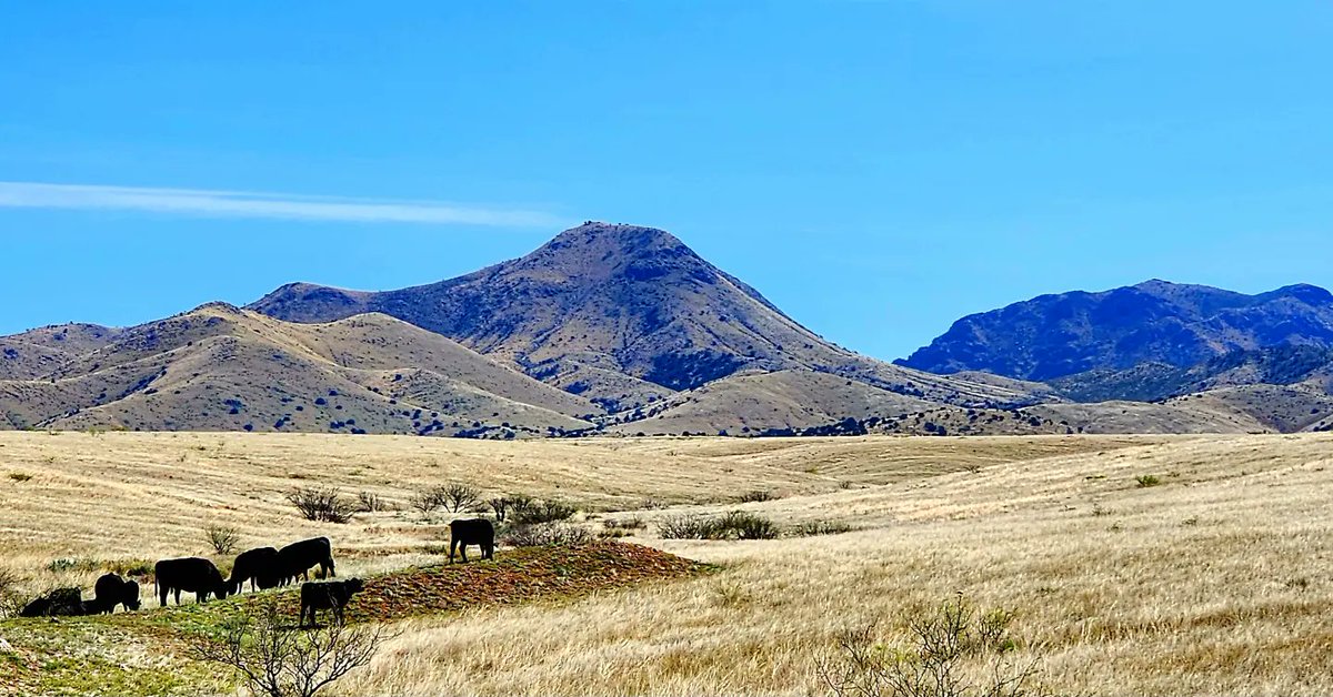 EatBeef2Night's tweet photo. Moving cattle to a different pasture this morning. #prescribedgrazing
#X5Ranch #YYranch #bdiamondtranch #conservegrowlive #conserveaz #azbeef #azag #azranching https://t.co/5RaPMMqsKb