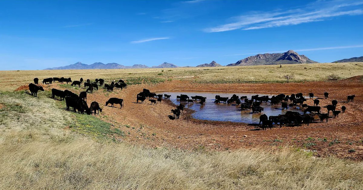 EatBeef2Night's tweet photo. Moving cattle to a different pasture this morning. #prescribedgrazing
#X5Ranch #YYranch #bdiamondtranch #conservegrowlive #conserveaz #azbeef #azag #azranching https://t.co/5RaPMMqsKb