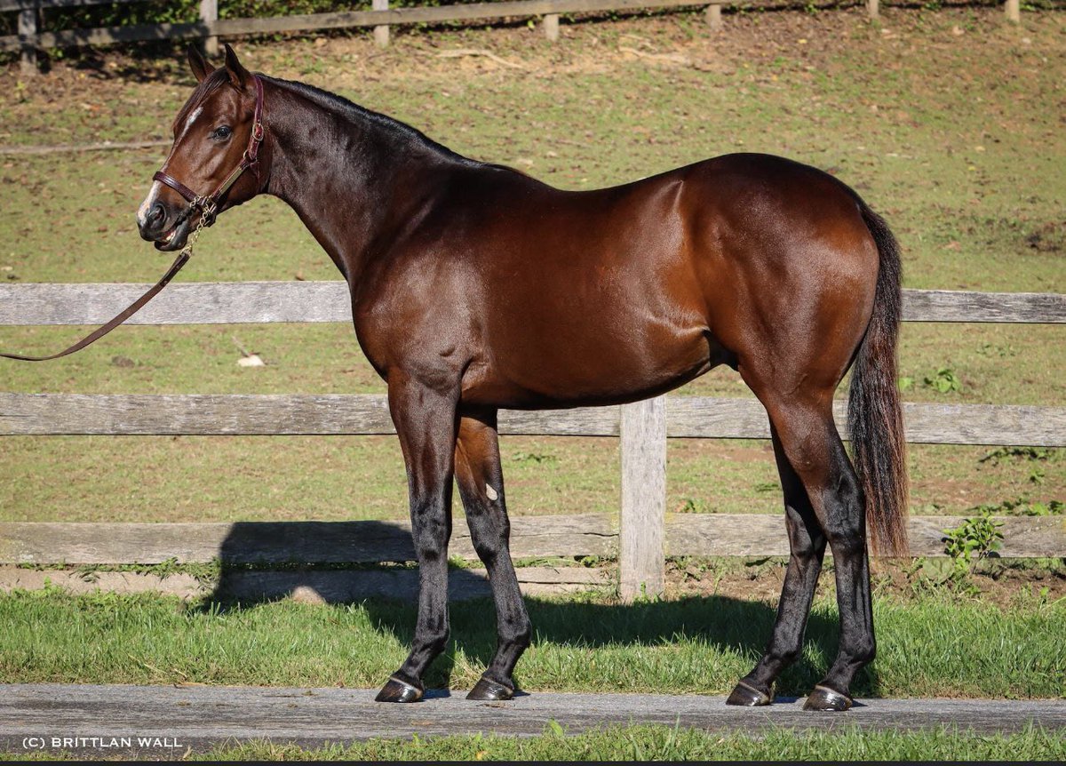 SabrinnaMoore's tweet photo. We currently have consignments going to:

🧨 Fasig-Tipton July Select Yearlings
🥃 Keeneland September Yearling Sale 
🦀 Midlantic Fall Yearling Sale 

If you’re considering a yearling sale and don’t have representation, keep us in mind! https://t.co/Ci9njOe3Qk