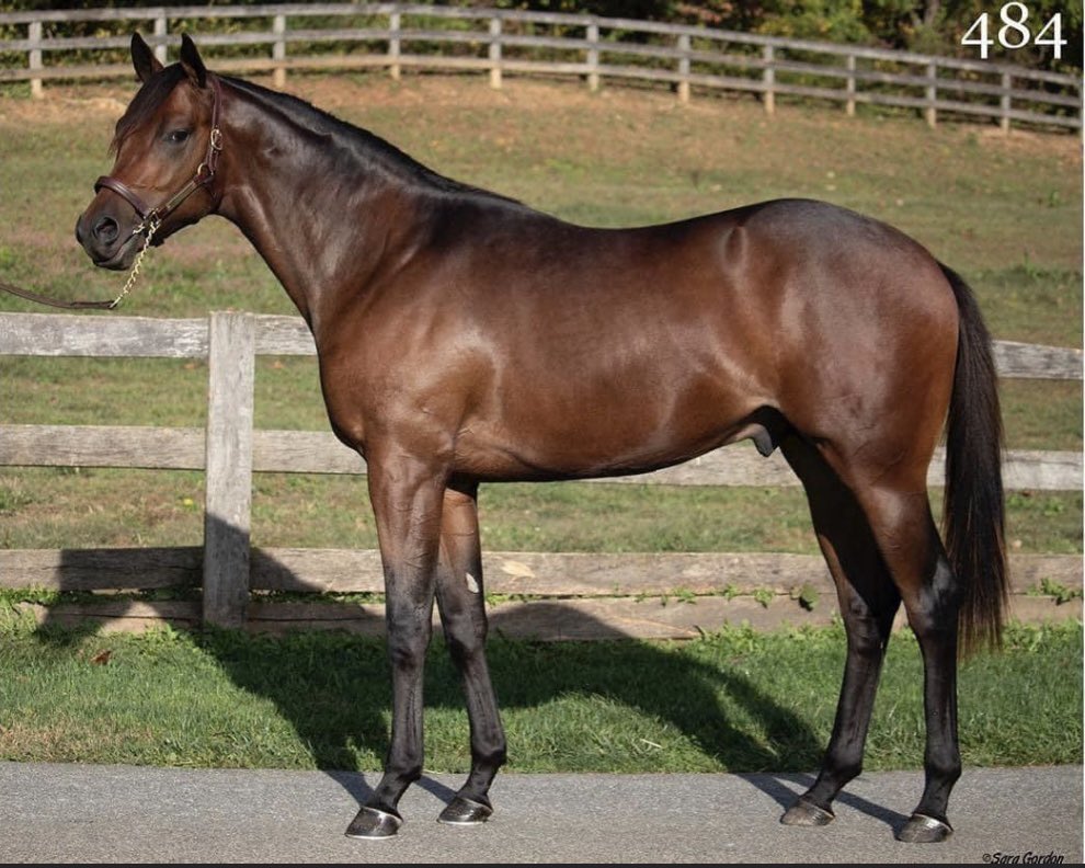 SabrinnaMoore's tweet photo. We currently have consignments going to:

🧨 Fasig-Tipton July Select Yearlings
🥃 Keeneland September Yearling Sale 
🦀 Midlantic Fall Yearling Sale 

If you’re considering a yearling sale and don’t have representation, keep us in mind! https://t.co/Ci9njOe3Qk