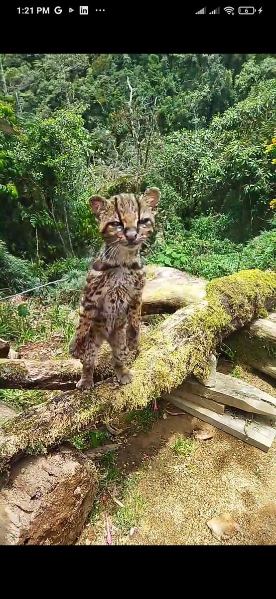 Ayer andaba tranquilo sobando fotos y planeando rutas cuando ví esto:

Y esto es una representación de todo lo que está mal en los cebaderos cómo espacios para acercar a la gente a la naturaleza, y en la fotografía de naturaleza en Colombia.
🧵