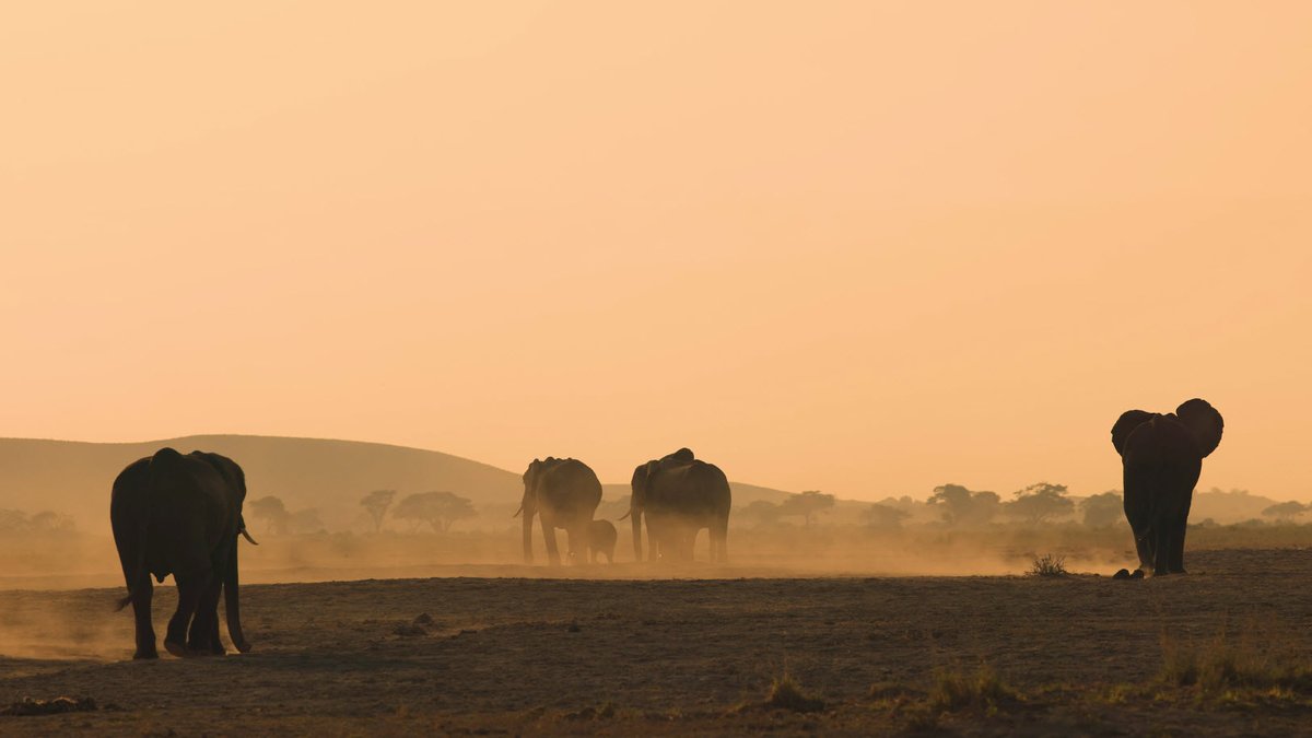 Watch the breathtaking footage that #CanonLegend @BruceHDorn captured on the Canon EOS R5 C during his trip to Kenya: canon.us/3LBcjkg 📷 🐘