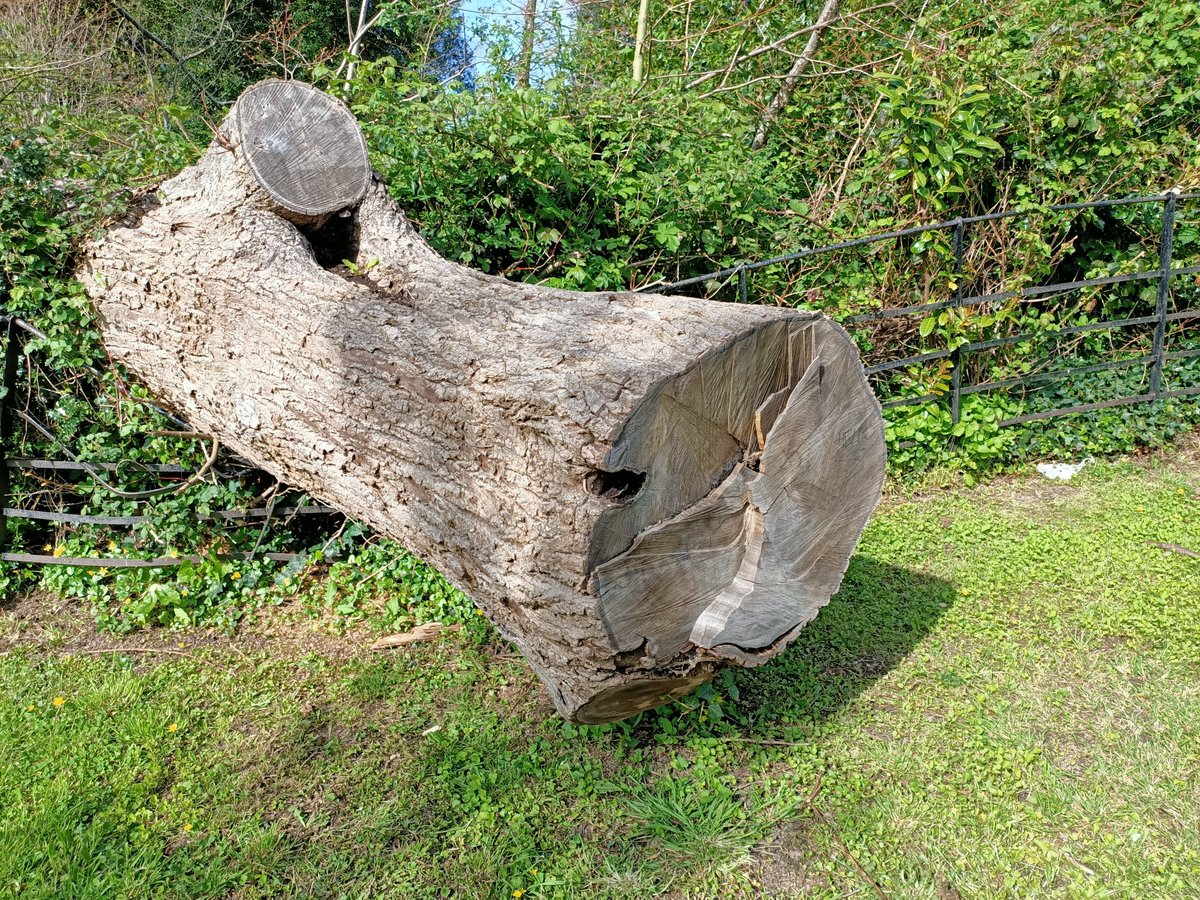 RuleRooster's tweet photo. @blenheimspm Hi - this tree has fallen crushing our fence from the property you manage at Darracombe Park - Newton Abbot - This was over a year ago and it has still not been removed and the fence replaced - can you tell me when this will happen please ? https://t.co/jR90fg5cMS