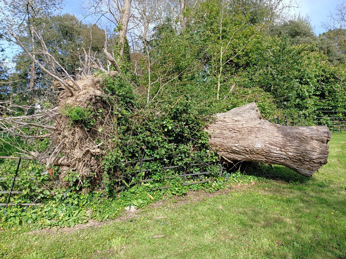 RuleRooster's tweet photo. @blenheimspm Hi - this tree has fallen crushing our fence from the property you manage at Darracombe Park - Newton Abbot - This was over a year ago and it has still not been removed and the fence replaced - can you tell me when this will happen please ? https://t.co/jR90fg5cMS