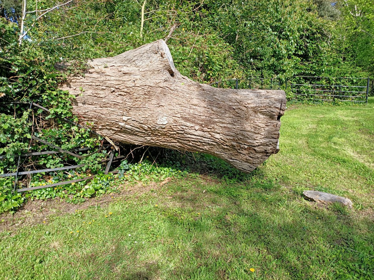 RuleRooster's tweet photo. @blenheimspm Hi - this tree has fallen crushing our fence from the property you manage at Darracombe Park - Newton Abbot - This was over a year ago and it has still not been removed and the fence replaced - can you tell me when this will happen please ? https://t.co/jR90fg5cMS