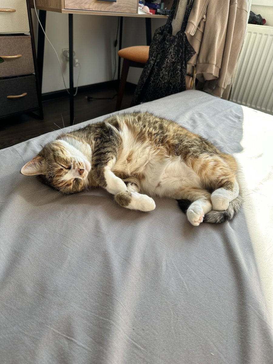 alleninhere's tweet photo. at least my cat is still cute af https://t.co/CKPfKSO3NW